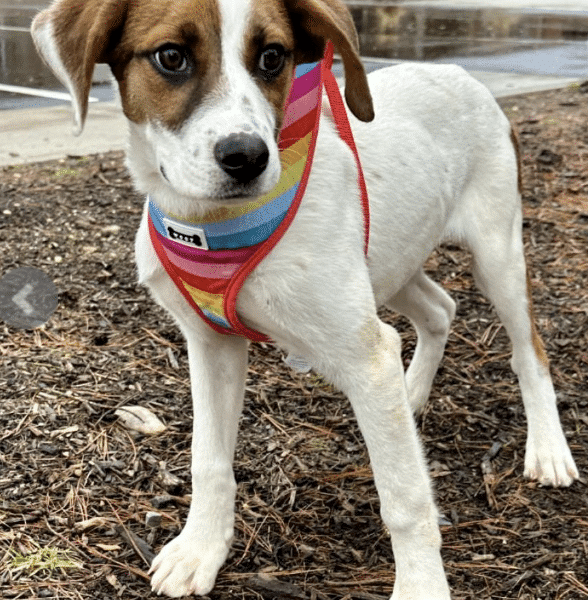 Roger, a 4 mo old, brown and white, Hound Mix wearing a green collar, available for adoption at ARF in East Hampton